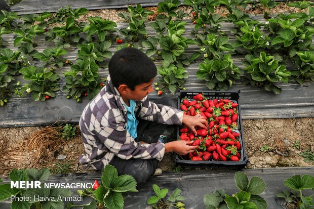 توت فرنگی های ظرف پس از ریخته شدن در ظرف یکبار مصرف جهت سهولت در حمل و نقل آنها را وارد سبد می کنند.