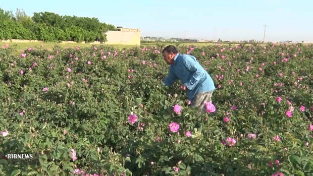  ۷۲۰ تن گل محمدی از باغستان‌های آران و بیدگل برداشت شد