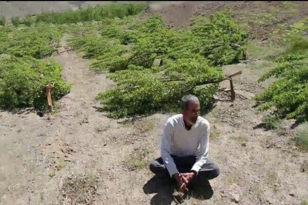 تکذیب قطع ۲۳۰۰ اصله درخت باغدار سنندجی توسط دادستان