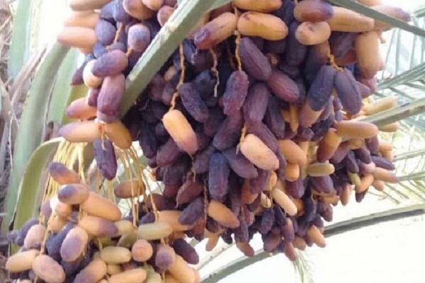 خرید تضمینی و توافقی خرما در شهرستان دشتستان انجام می‌شود