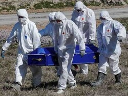 پاکستان میں گذشتہ 24 گھنٹوں میں کورونا وائرس سے 201  افراد ہلاک
