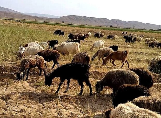 کمبود علوفه در بوشهر؛نشخوارکنندگان در تنگنا