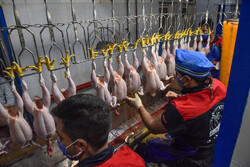 بیش از ۷ هزار تن گوشت مرغ گرم  به بازار عرضه شد