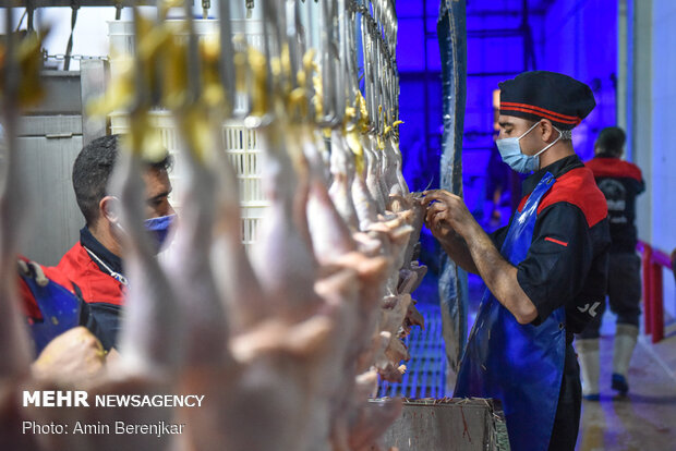 کشتارگاه صنعتی مرغ در شیراز