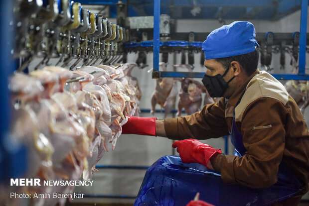 کشتارگاه صنعتی مرغ در شیراز