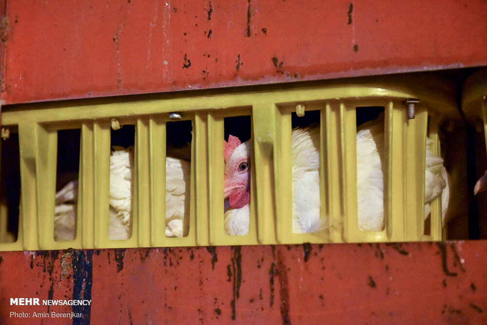 خروج بدون مجوز ۲۰۰ تن مرغ زنده از استان مرکزی