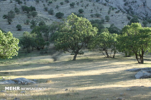 زیبایی های «پشته الویزان» در شهرستان بدره - ایلام