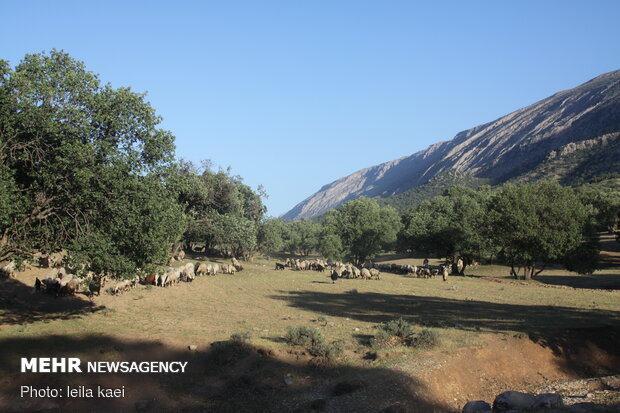 زیبایی های «پشته الویزان» در شهرستان بدره - ایلام
