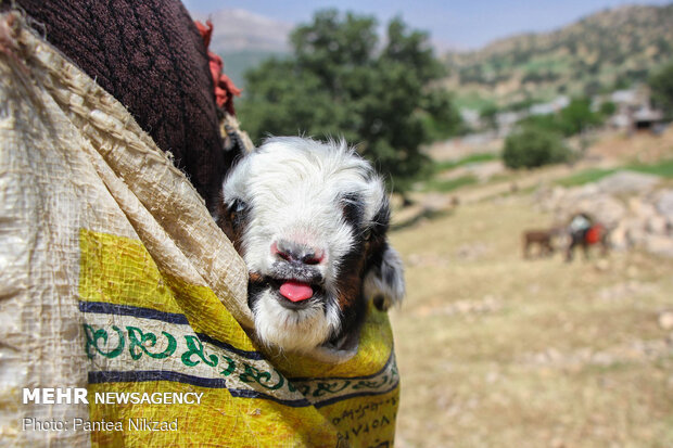 Bakhtiari nomadic lifestyle
