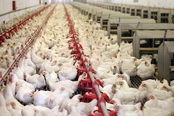 ۱۲ هزار و ۴۰۰ گوشت مرغ گرم به بازار عرضه شد