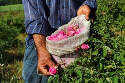 بهشت گلابگیری در روستای منجیر کجور