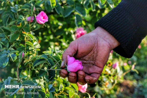 فصل بهار بهترین زمان برای چیدن گل محمدی و تهیه گلاب از آن می باشد. گلاب رایحه ی خوشی دارد و از آن در صنعت عطرسازی استفاده می شود. 