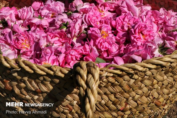 برداشت گل محمدی و گلاب گیری