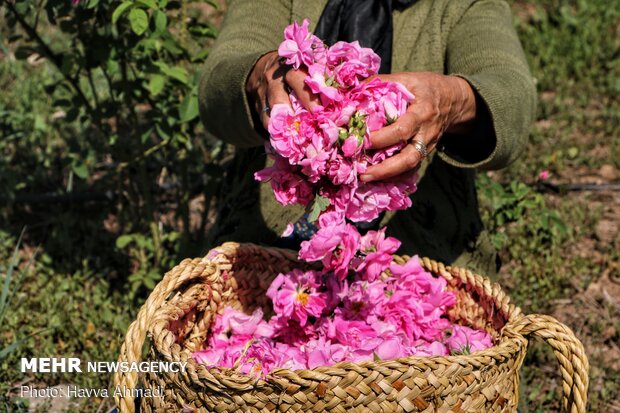 برگزاری جشنواره گل‌های محمدی و گل و گلاب در شهر ساروق 