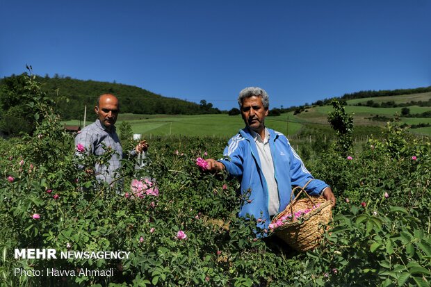 برداشت گل محمدی و گلاب گیری