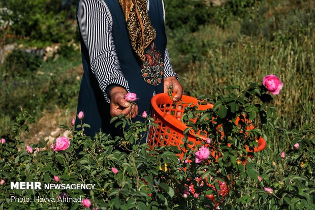 کاسبرگها به تعداد ۵ عدد که حداقل سه تای آنها دارای زوائد بزرگی در لبه‌ها هستند. 