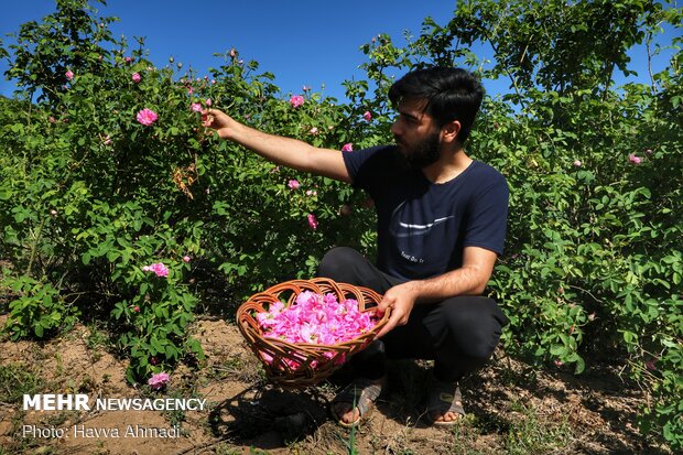 بهترین خاک برای کاشت گل رز محمدی خاك رسی شنی است، اگر چه انواع ديگر خاك ها هم مناسب این نوع گل سرخ هستند ولی خاك رس شنی با توجه به مواد معدنی آن براي اين كار مناسب تر است.