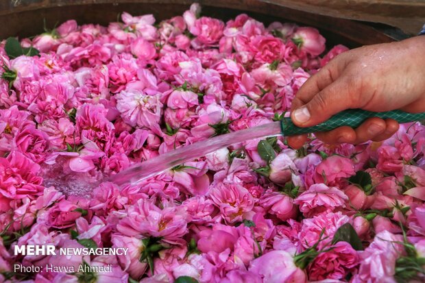 پس از ریختن گلهای محمدی در دیگ‌ مسی، آب بسته به مقدار برای گلاب گیری گل های اضافه می شود.
