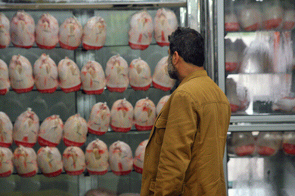 عرضه گوشت مرغ در بازار استان بوشهر متعادل می‌شود