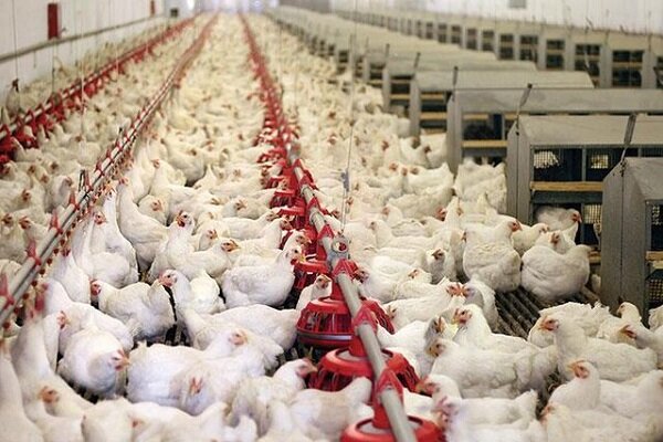 کمبود مرغ در استان بوشهر/ نیازهای مردم با قیمت مناسب تامین شود