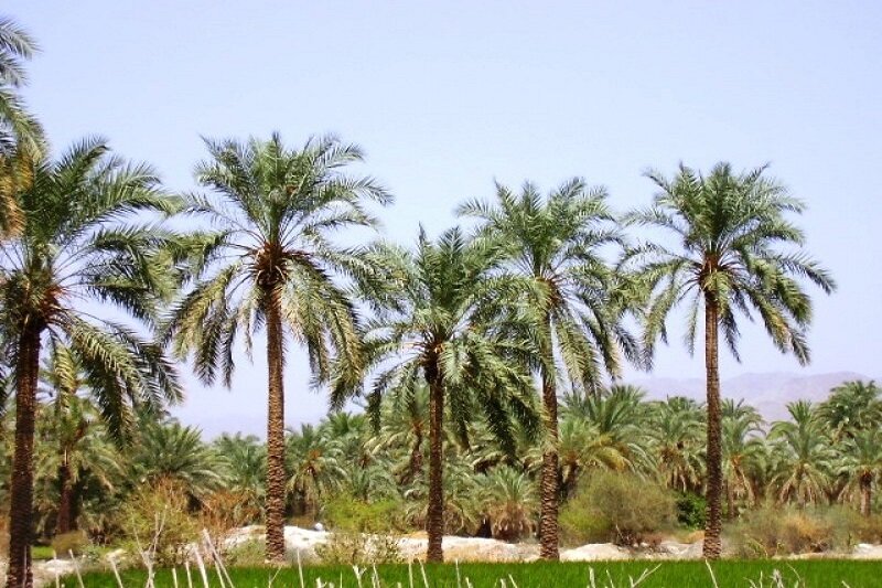 مصائب بزرگترین روستای استان بوشهر/ «دهقاید» لنگ اعتبار است