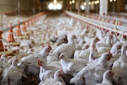 افزایش ۳۲ درصدی تولید مرغ در خراسان رضوی/ پیش‌‍بینی ۱۰۸ میلیون قطعه جوجه‌ریزی در سال جاری