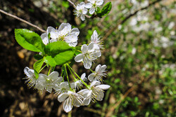 Cherry blossoms bloom in Ardabil