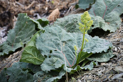 Rhubarb