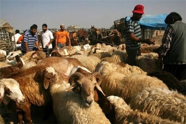 کشف و ضبط ۴۱ رأس گوسفند بدون مجوز قانونی در مهاباد