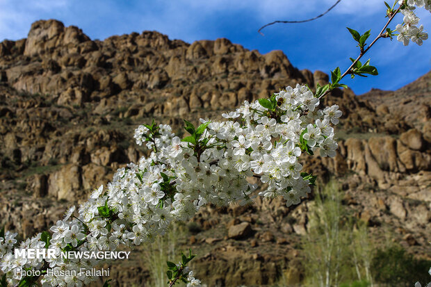 Cherry blossoms bloom in Ardabil