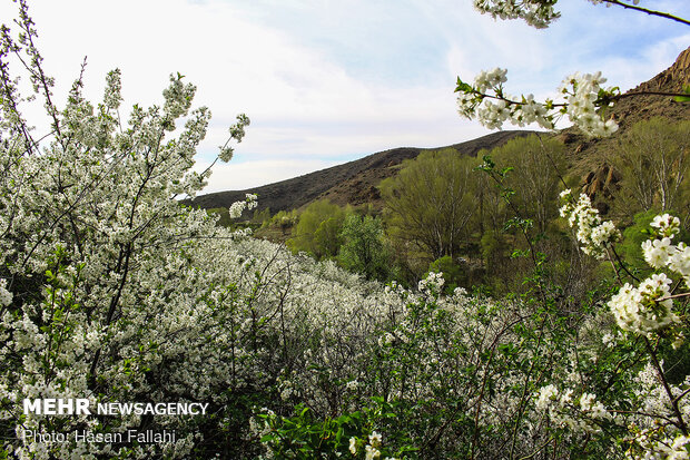 Cherry blossoms bloom in Ardabil