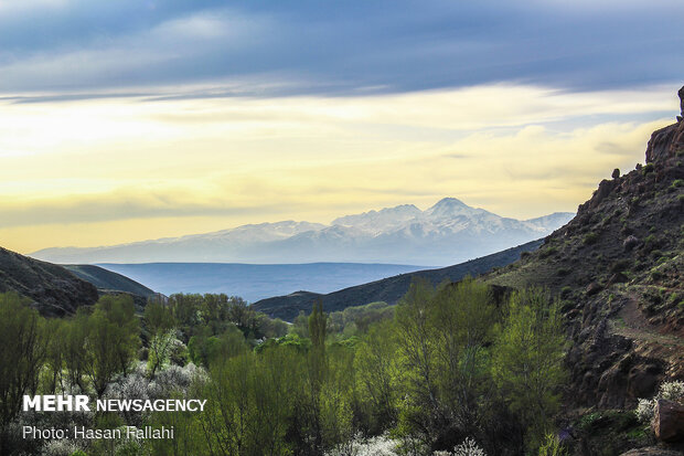 Cherry blossoms bloom in Ardabil