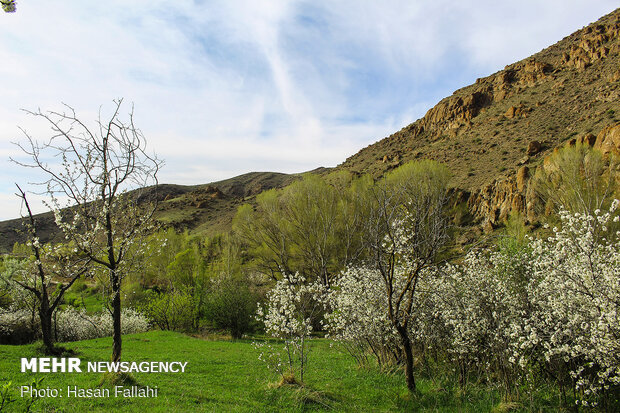 هیر،شهر شکوفه های گیلاس - اردبیل