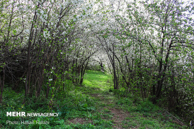 Cherry blossoms bloom in Ardabil