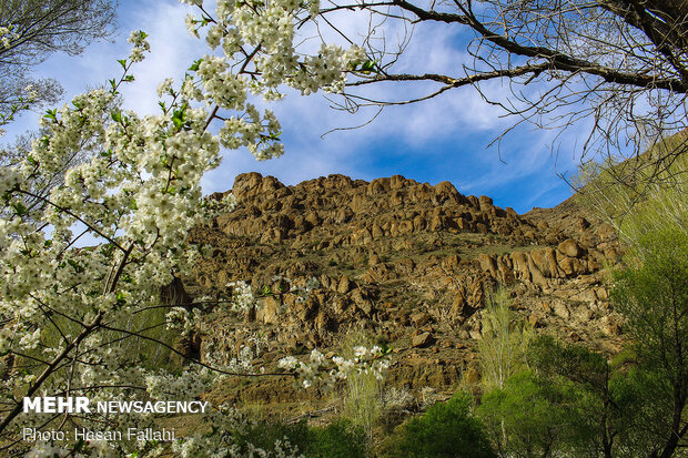 Cherry blossoms bloom in Ardabil