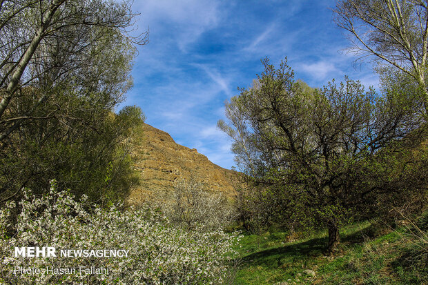 Cherry blossoms bloom in Ardabil