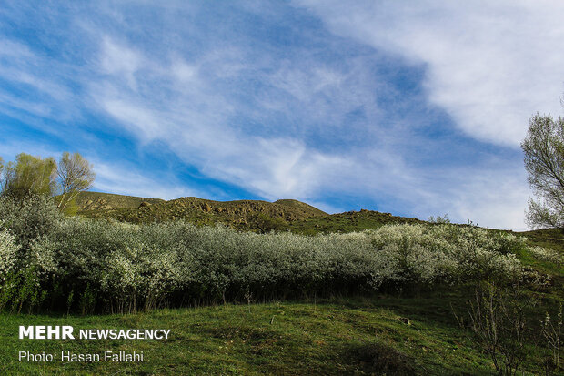 Cherry blossoms bloom in Ardabil