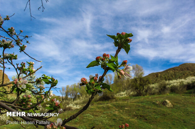 Cherry blossoms bloom in Ardabil