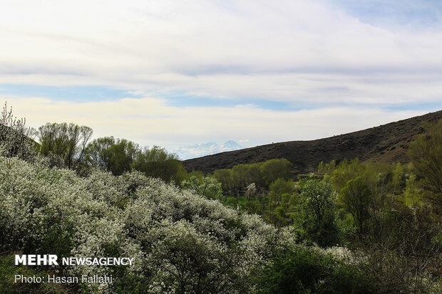 Cherry blossoms bloom in Ardabil