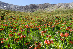 Inverted tulips plain in Khomein