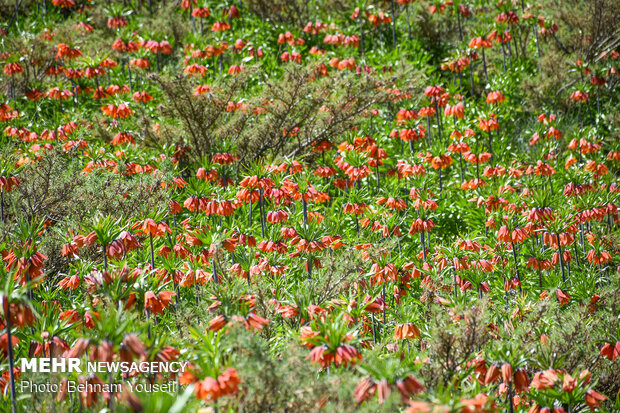 Inverted tulips plain in Khomein