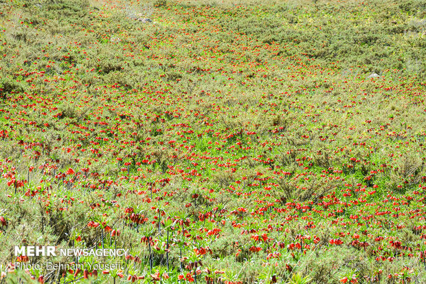 Inverted tulips plain in Khomein