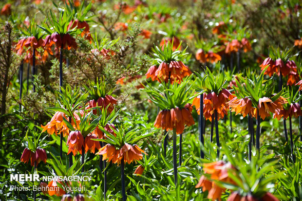 Inverted tulips plain in Khomein