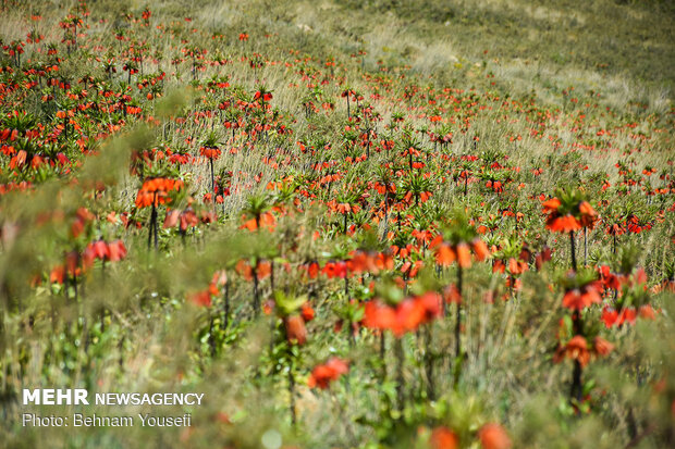 Inverted tulips plain in Khomein