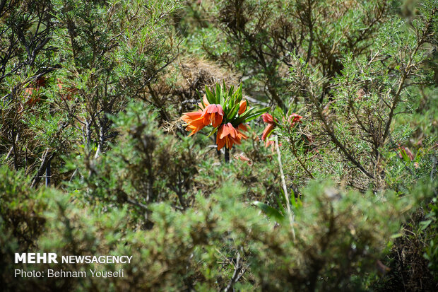 Inverted tulips plain in Khomein