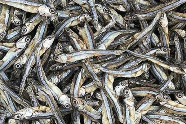 صید ساردین ماهیان در آب‌های استان بوشهر ممنوع شد