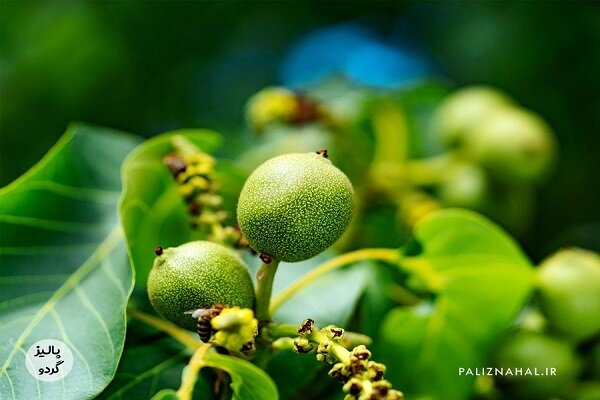 رونق اقتصاد سبز با طعم گردو