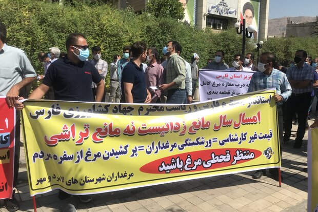 مرغ صدای تولید کننده ها را هم درآورد/ خطر کمبود جوجه درمرغداری ها