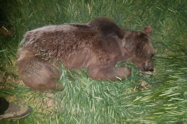 وضعیت خرس قهوه‌ای مجروح شده در کرمانشاه رو به بهبود است