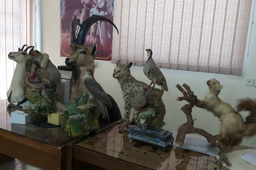 کشف و ضبط تاکسیدرمی 12 گونه جانوری در خرمآباد